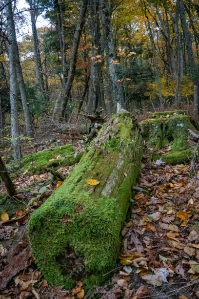 overturned tree covered with moss - uprooted vertical leaf root imagens e fotografias de stock