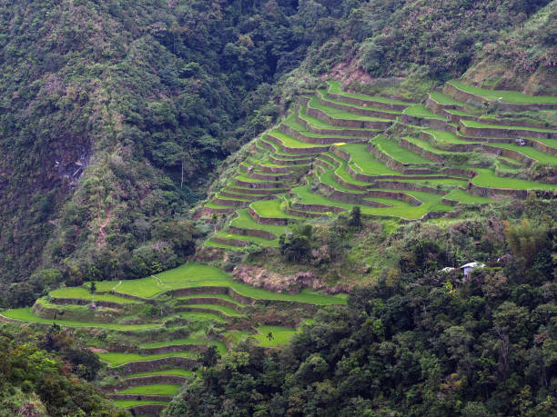 istock BANAUE RICE TERRACES 1201923545
