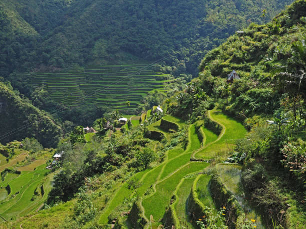 istock BANAUE RICE TERRACES 1201923561