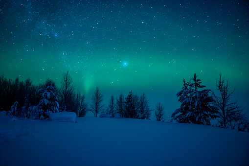 Snowcapped tree under the night sky with colorful Aurora Borealis