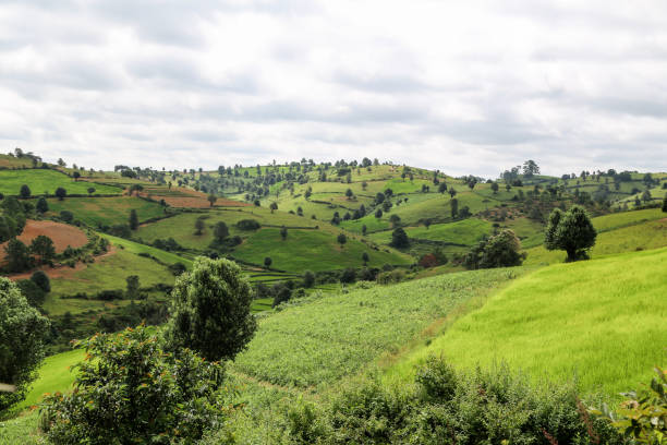 istock Local agriculture in Asia 1201923897