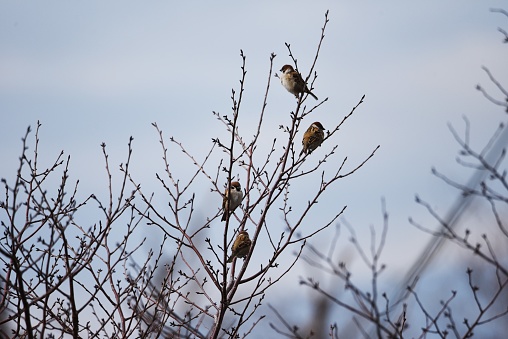 Sparrows act in groups and feed on seeds and insects such as grasses.