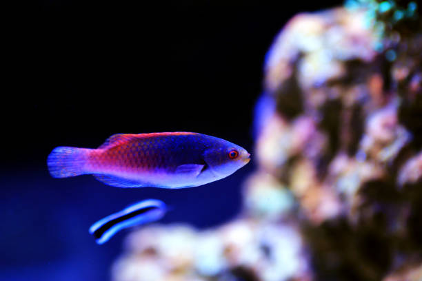 istock Bluehead Fairy Wrasse - (Cirrhilabrus cyanopleura) 1201924540