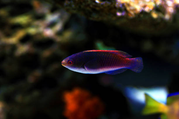 istock Bluehead Fairy Wrasse - (Cirrhilabrus cyanopleura) 1201924541