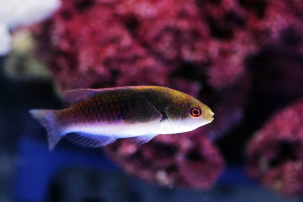 istock Bluehead Fairy Wrasse - (Cirrhilabrus cyanopleura) 1201924624