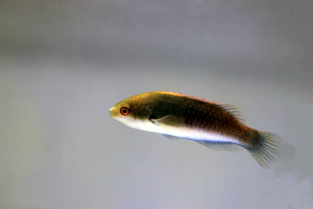 istock Bluehead Fairy Wrasse - (Cirrhilabrus cyanopleura) 1201924625