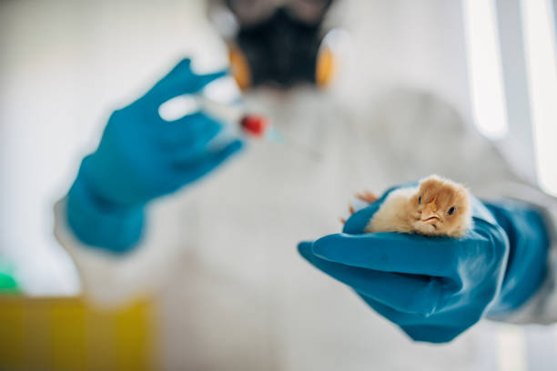 laboratory testing of chickens laboratory testing of chickens avian flu virus photos stock pictures, royalty-free photos & images