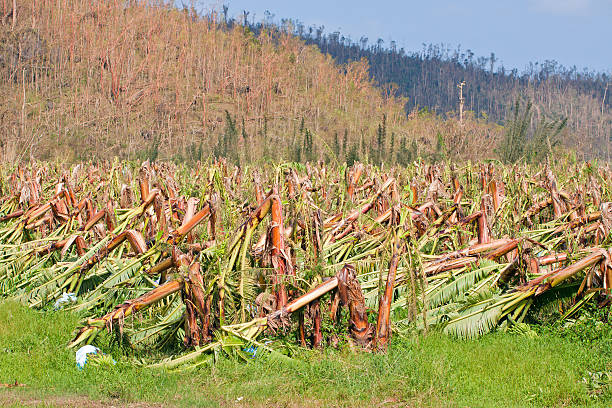 piantagione di banane distrutti dal ciclone tropicale in australia - cyclone foto e immagini stock
