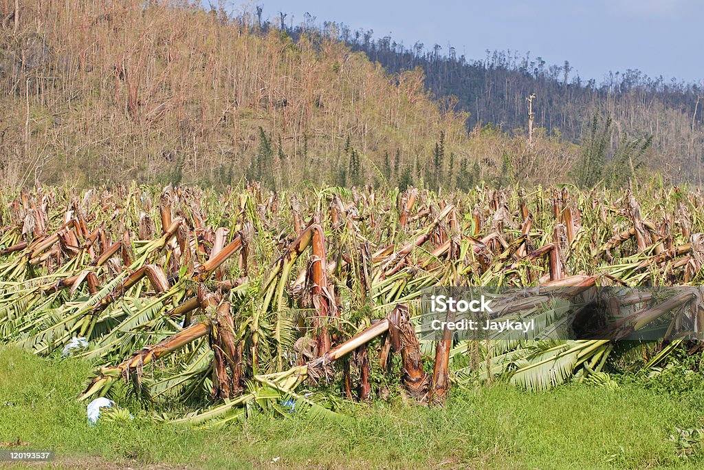 Plantação de Banana destruída pelo ciclone tropical em Austrália - Foto de stock de Banana royalty-free