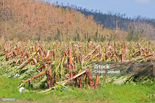 Foto de Plantação De Banana Destruída Pelo Ciclone Tropical Em Austrália e mais fotos de stock de Banana