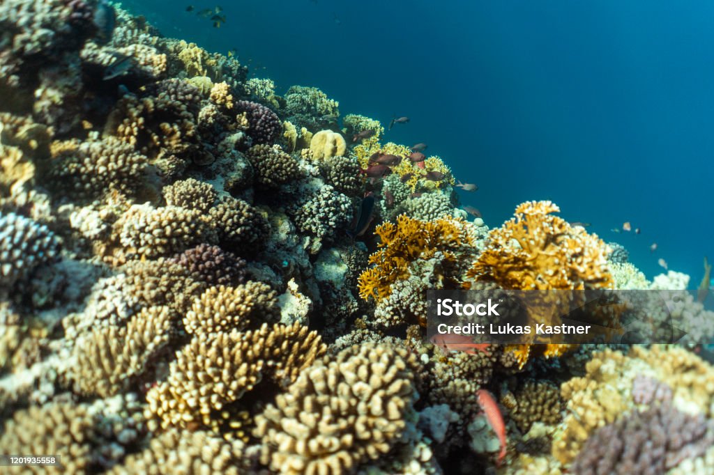 Лучшие места для подводной фотосъемки на рифах