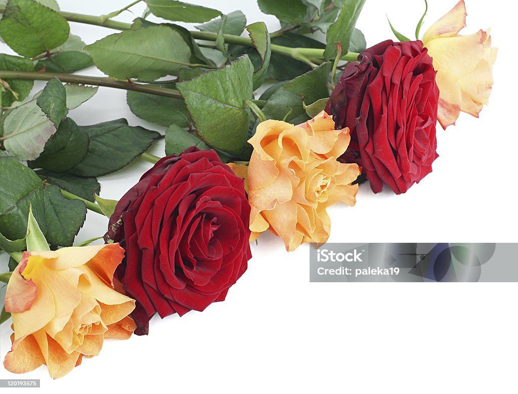 Cinco de rosas - Foto de stock de Aire libre libre de derechos