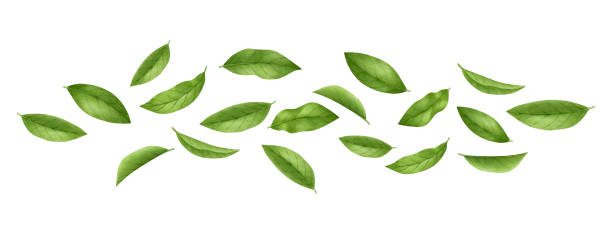 istock Green tea leaves, young shoots and stem isolated on a white background.Asian herbal medical plant.Raw materials for black, green and white tea.Antioxidant herb.Watercolor food illustration. 1201937400