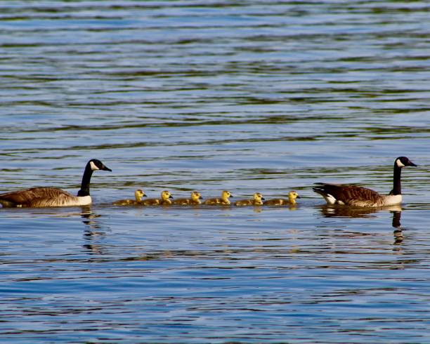istock Duck Family in a Row 1201937924