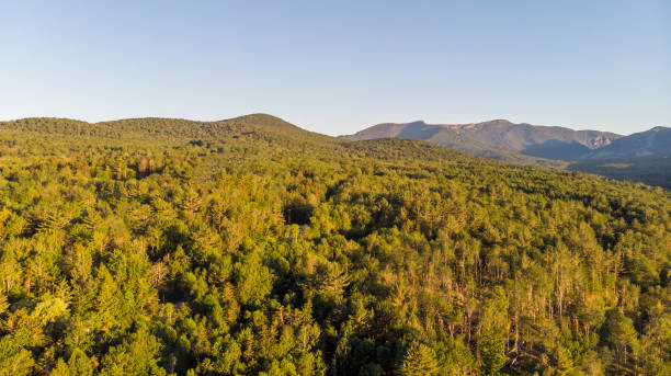 istock Green trees in the mountains in Vermont 1201939507