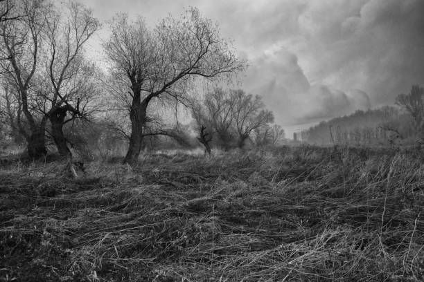 gruselige winterlandschaft - öde landschaft stock-fotos und bilder