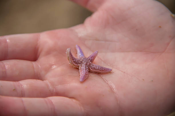 istock Small pink starfish in someone’s hand 1201940603
