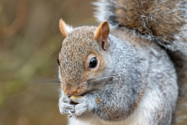 istock European Grey Squirrel Feeding on Nuts and Seed 1201942846