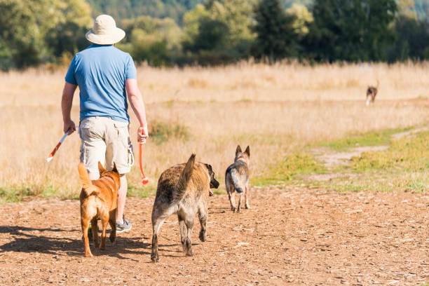 King County, WA, USA - September 11, 2016: Man walking his three dogs in an off-leash dog park, going to play ball.