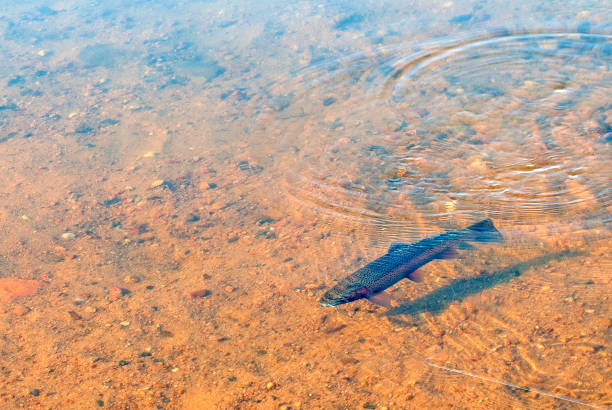 A Rainbow trout on a fisherman's line in Colorado