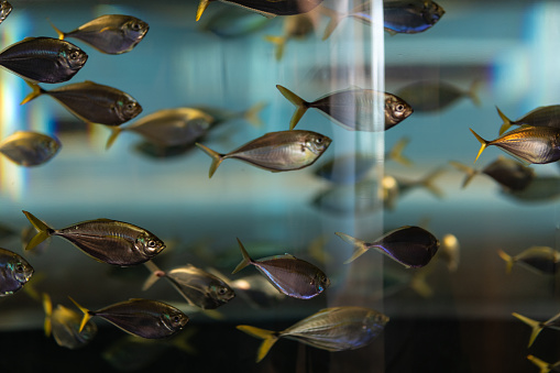 Exotic fish schooling in an aquarium tank.