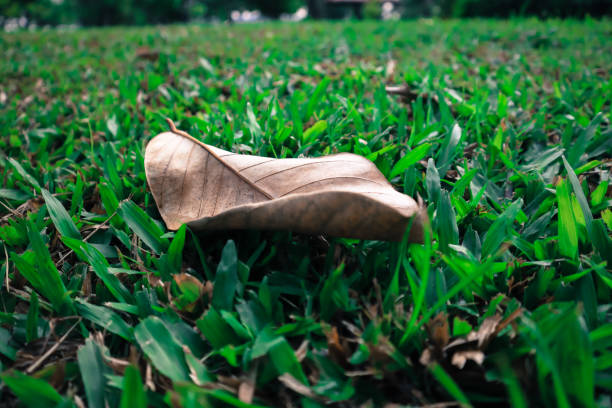 One dry maple leaf on the grass, selective focus, low angle view.