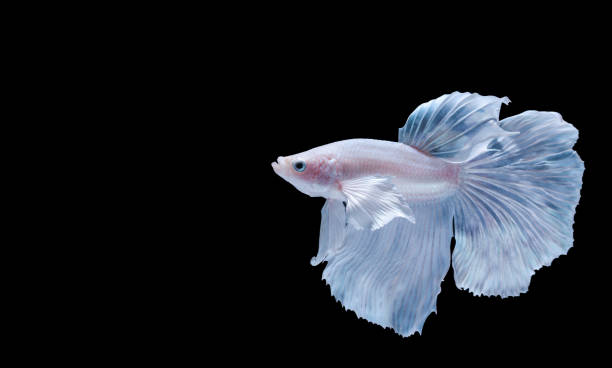 close up art movement of betta fish  siamese fighting fish isolated on black background.fine art design concept. - siamese fighting fish fish tank tropical climate fish imagens e fotografias de stock