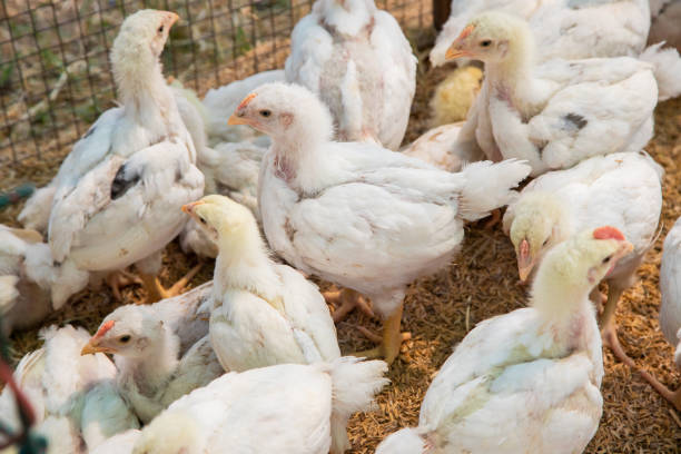 istock Chicken in the farm, Thai small farm. 1201985667