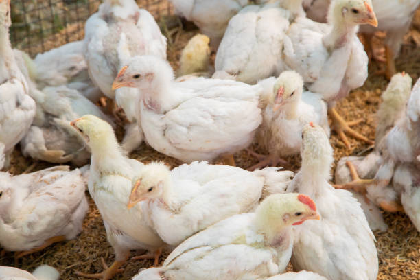 istock Chicken in the farm, Thai small farm. 1201985671