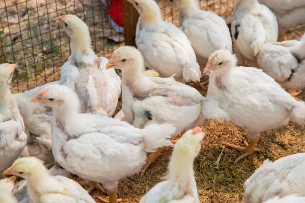 istock Chicken in the farm, Thai small farm. 1201985674