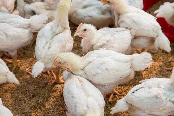 istock Chicken in the farm, Thai small farm. 1201985678