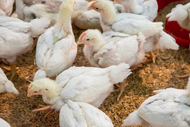 istock Chicken in the farm, Thai small farm. 1201985679