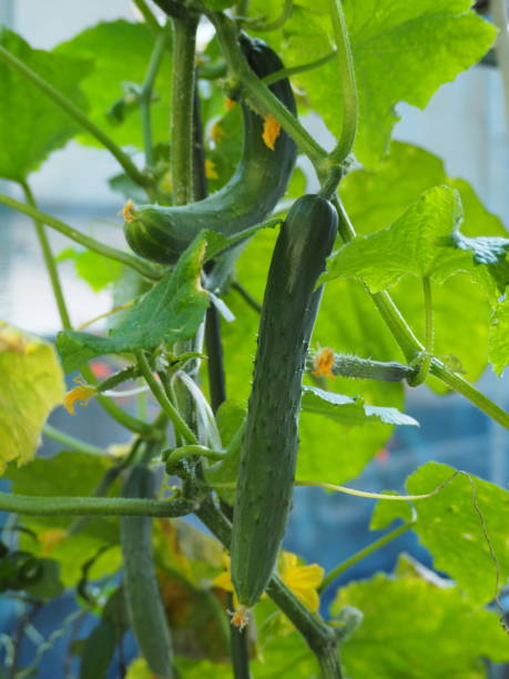 istock Freshly growing cucumbers in the kitchen garden 1201986486