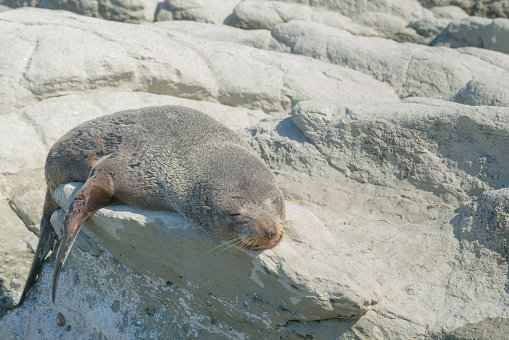 岩の海沿岸で眠っているアザラシ - アシカのストックフォトや画像を多数ご用意 - アシカ, ケープ, ニュージーランド - iStock