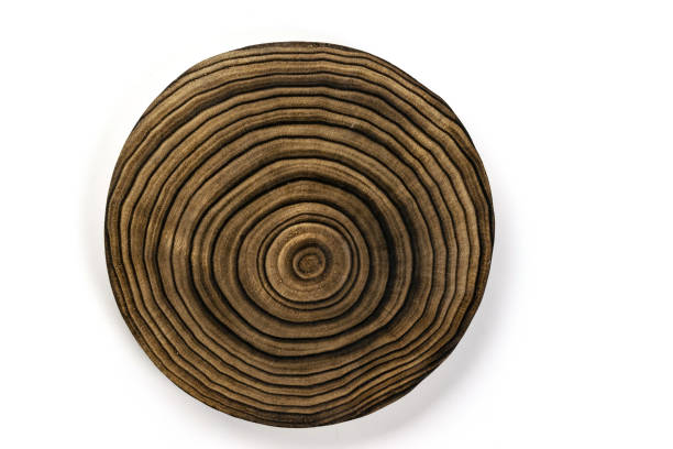 Tree trunk cut. Wooden log stump isolated on white background. Round cut down tree with annual rings