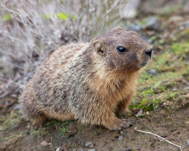 istock Yellow-bellied marmot 1201989741