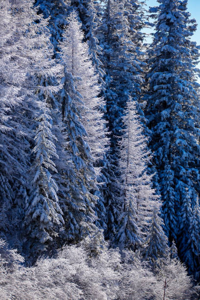 Snow covered pine trees stock photo