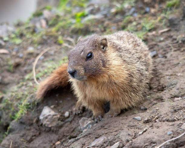 istock Yellow-bellied marmot 1201989843