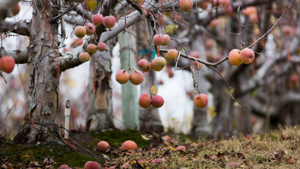 Winter apples stock photo
