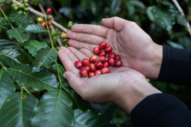 istock Hand holding ripe coffee bean,Worker harvest Arabica Coffee Bean from coffee Tree 1201990815
