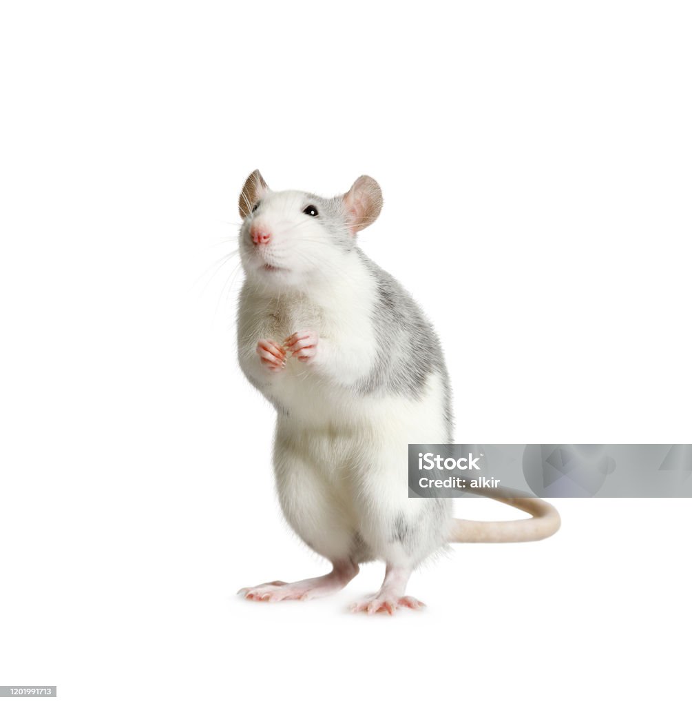 Little Cute Rat Standing On His Hind Legs Over White Stock Photo ...