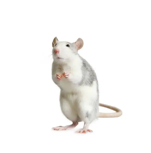 Photo of Little cute rat standing on his hind legs over white