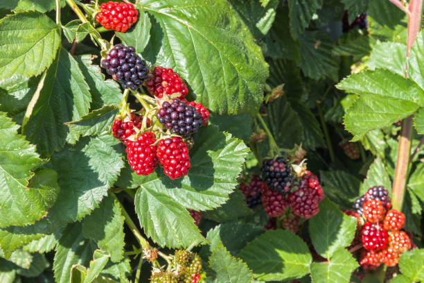 istock blackberry bush with ripe and unripe blackberries 1201992159