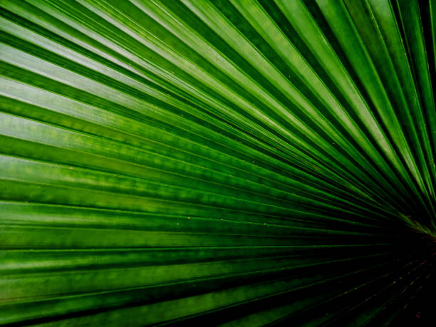 istock Close up of a pattern and texture green palm foliage background.Blurred greenery abstract background. 1201994059