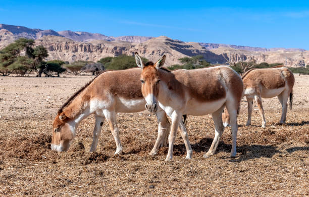 istock Herd of onager - semi-domesticated donkey 1201995470