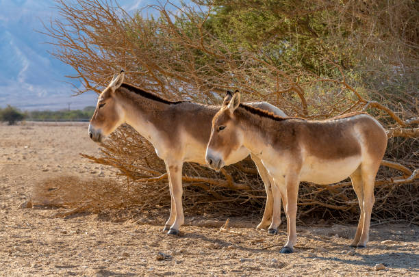 istock Onager is a brown Asian wild donkey (Equus hemionus) 1201995523
