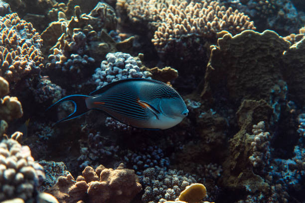 Acanthurus sohal underwater in the ocean of egypt, underwater in the ocean of egypt, Acanthurus sohal underwater photograph underwater photograph, Acanthurus sohal underwater in the ocean of egypt, underwater in the ocean of egypt, Acanthurus sohal underwater photograph underwater photograph, colorful sohal fish (acanthurus sohal) stock pictures, royalty-free photos & images