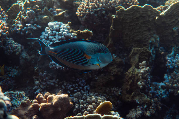 Acanthurus sohal underwater in the ocean of egypt, underwater in the ocean of egypt, Acanthurus sohal underwater photograph underwater photograph, Acanthurus sohal underwater in the ocean of egypt, underwater in the ocean of egypt, Acanthurus sohal underwater photograph underwater photograph, colorful sohal fish (acanthurus sohal) stock pictures, royalty-free photos & images