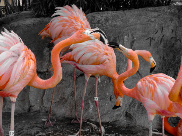istock Pink flamingos with black and white background 1201999721