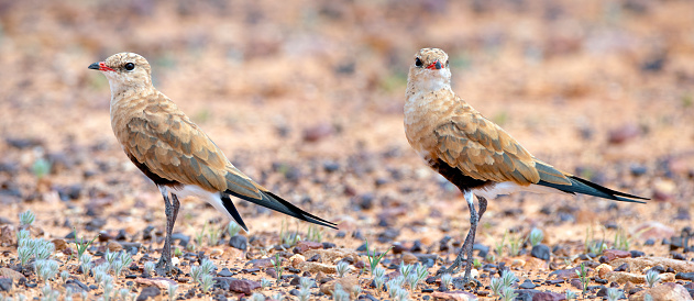 Two Pratincole on the gibber plains
